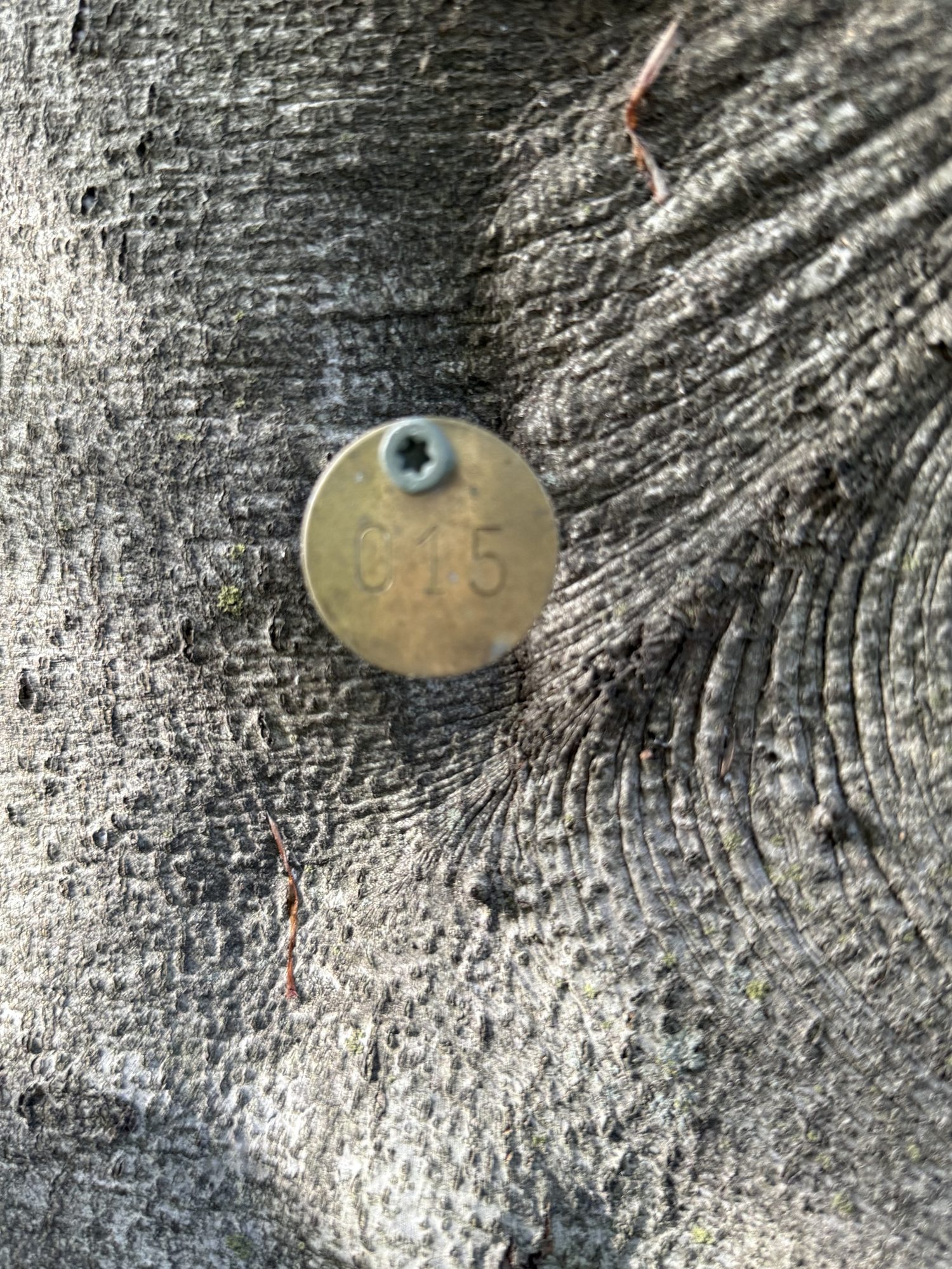 Tree 15